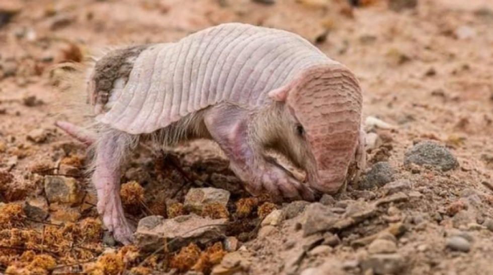 Denuncian que armadillo fue eliminado por indígenas que creen que es de "mala suerte"