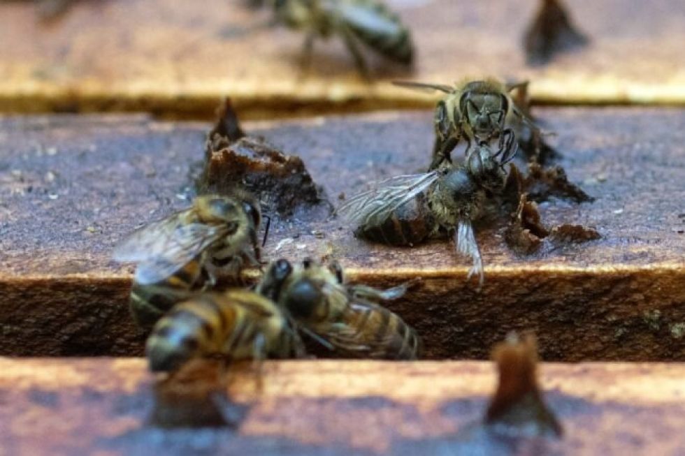 Colombia pone en la mira al Fipronil, pesticida responsable por la muerte de abejas