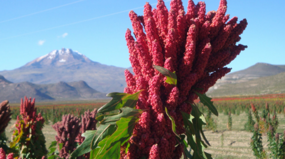 En 2020, Bolivia participó con el 31% de las exportaciones mundiales de quinua