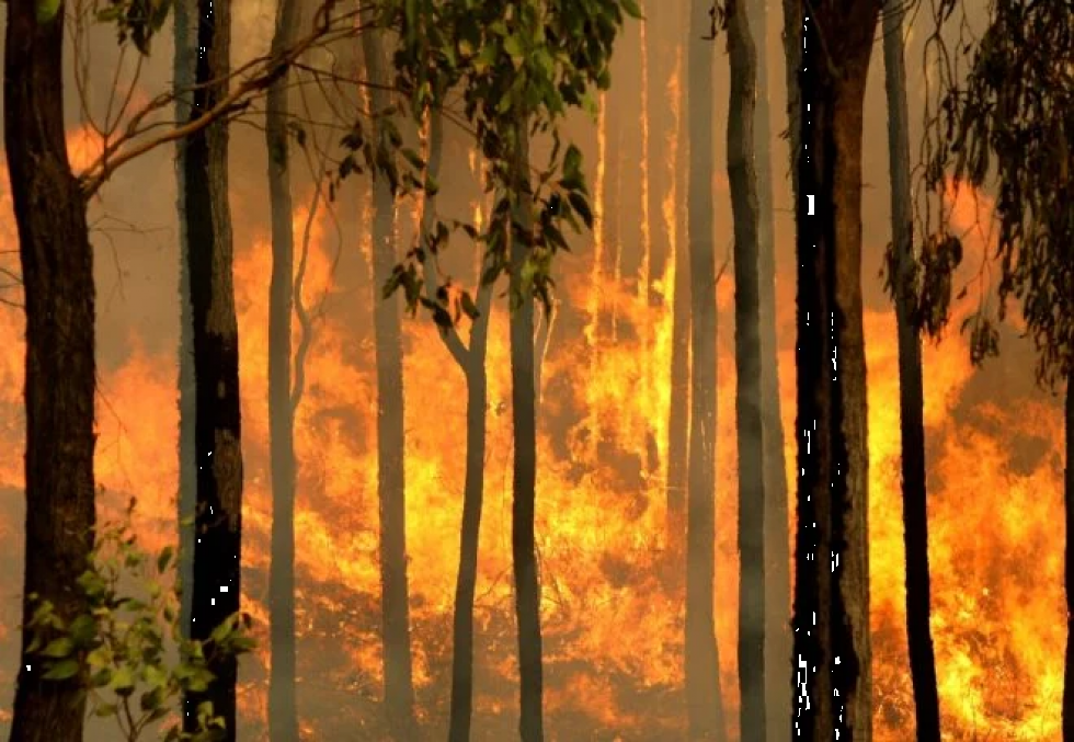 Cuba combate incendio “de grandes magnitudes” en reserva ecológica