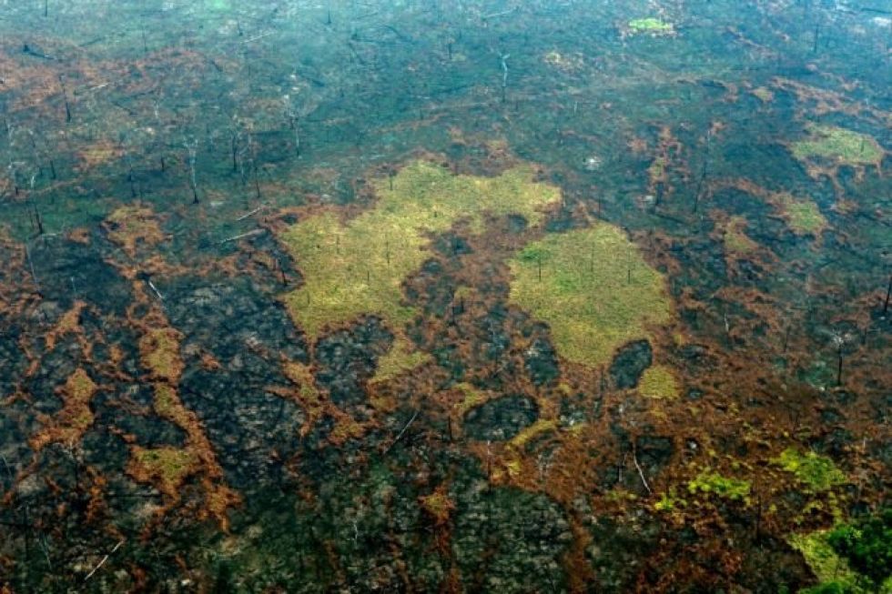 Supermercados británicos y europeos amenazan con un boicot a Brasil por la deforestación