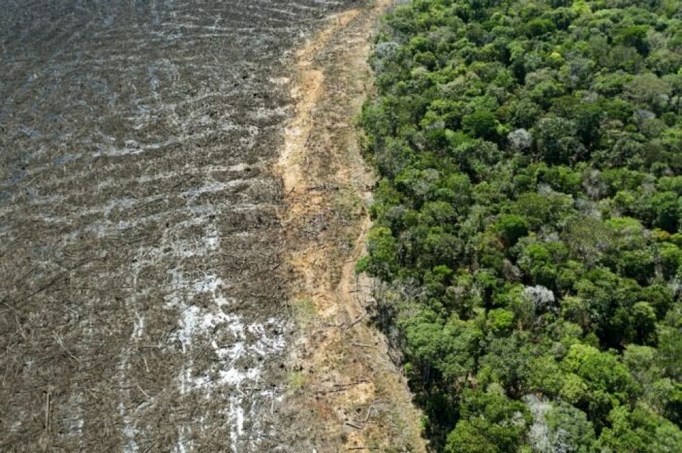Un 94% de la deforestación en la Amazonía de Brasil es ilegal, según informe