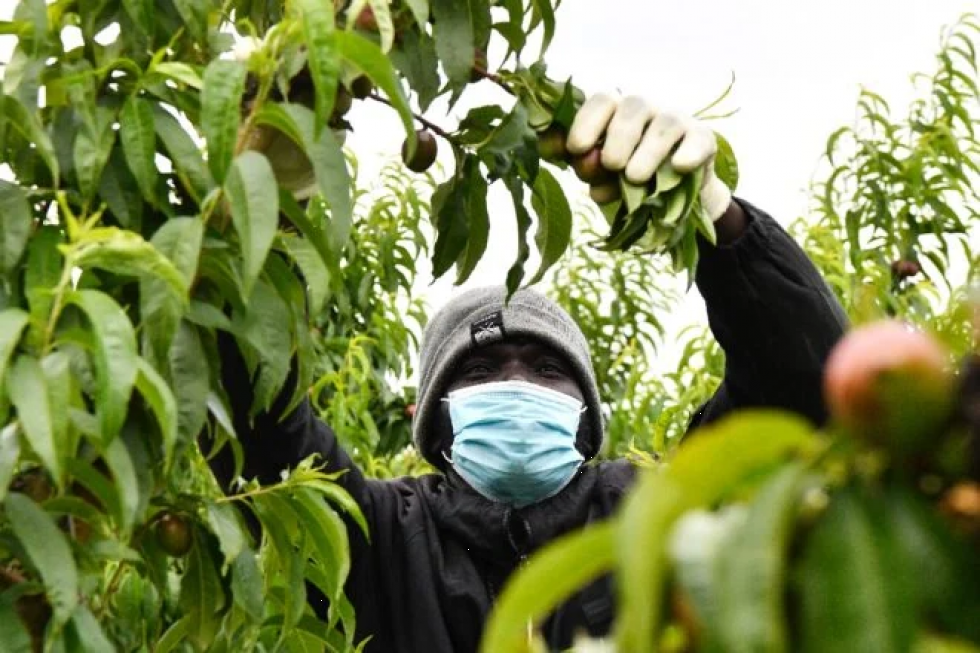 Vacunación masiva en el campo español ante la “bomba de relojería” del covid