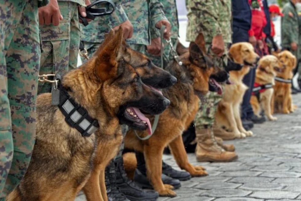 Perros afinan el olfato contra el covid-19 con sudor de enfermos en Ecuador