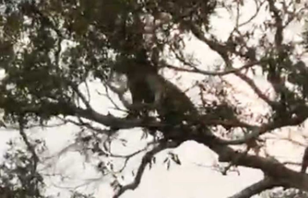 Vídeos muestran el biocidio de un jaguar en la zona oriental de Bolivia