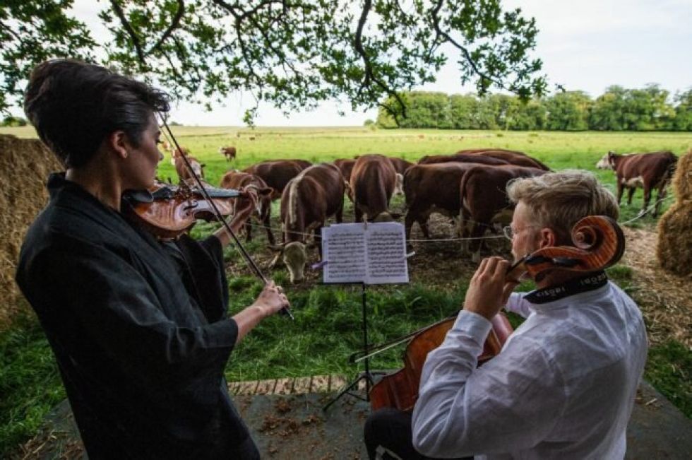 Conciertos de música clásica para vacas en Dinamarca