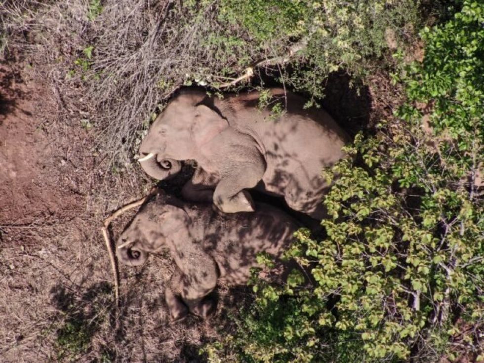 Elefante que se separó de una manada ambulante en China fue devuelto a casa