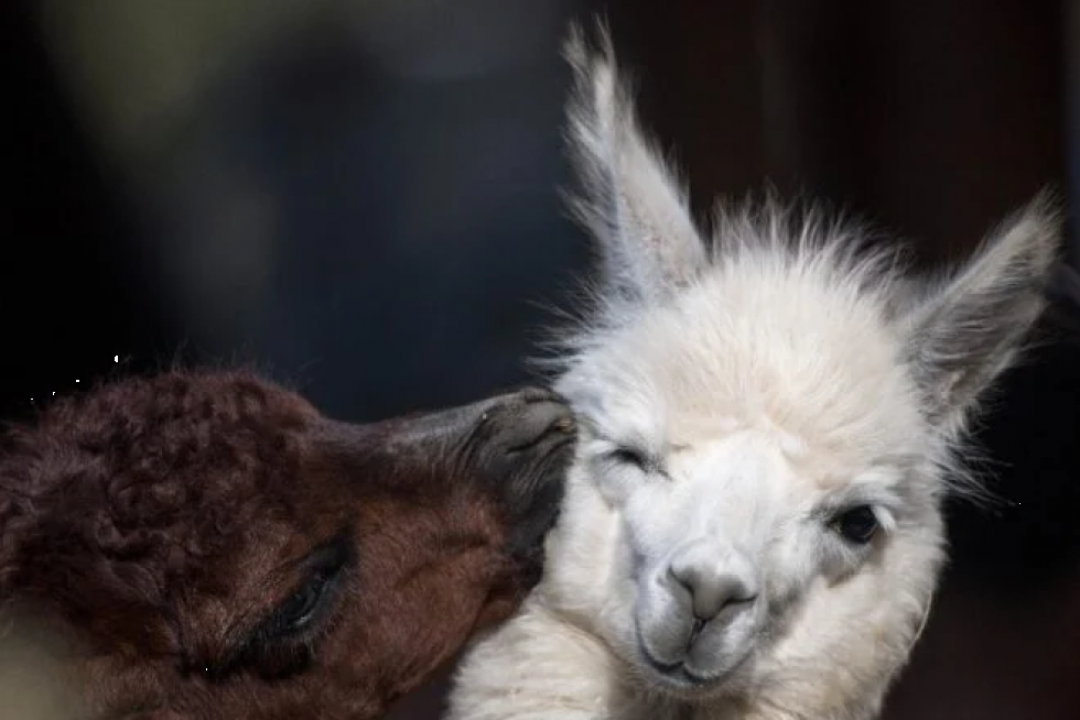 Una alpaca andina bebé, sensación del zoológico de Lima donde nació