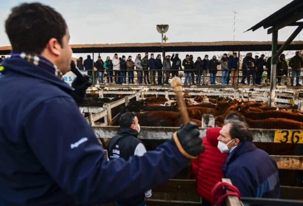El mercado de ganado de Liniers, último recuerdo de la Buenos Aires rural
