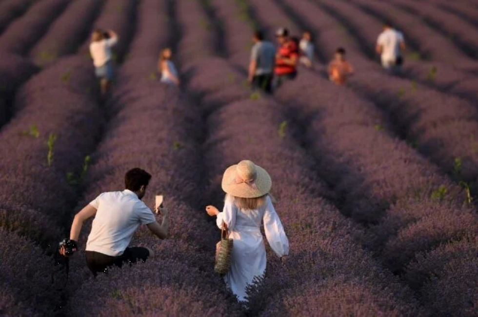 Los cultivos de lavanda florecen en Moldavia tras el declive postsoviético