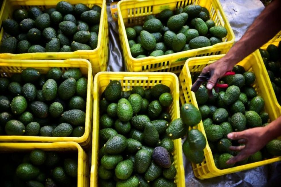 FMI eleva su previsión de crecimiento para América Latina
