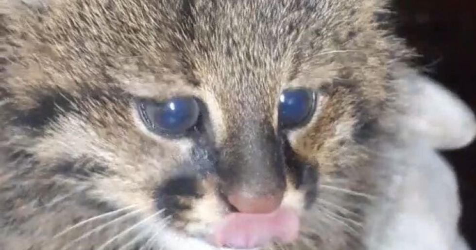 Reportan el primer registro vivo de un gato del Pantanal en Beni