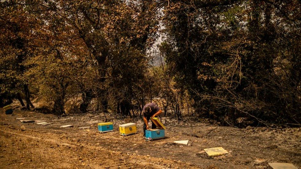 "Del paraíso al infierno", los apicultores de Eubea lo pierden todo por incendios