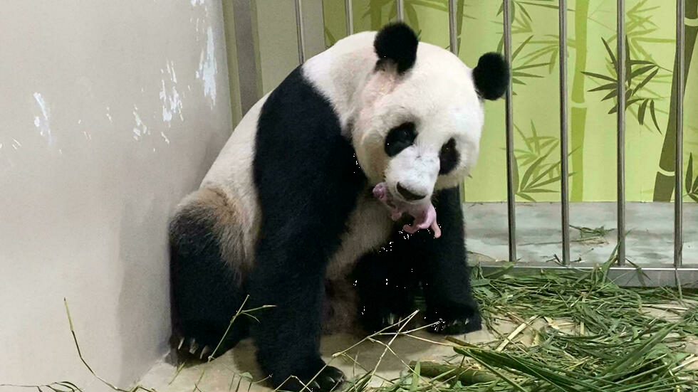 Zoológico de Singapur cría el primer cachorro de panda
