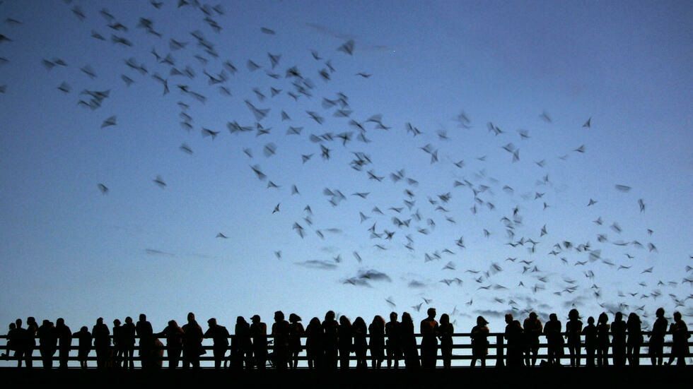 Entre peligros y secretos transcurre la vida del murciélago