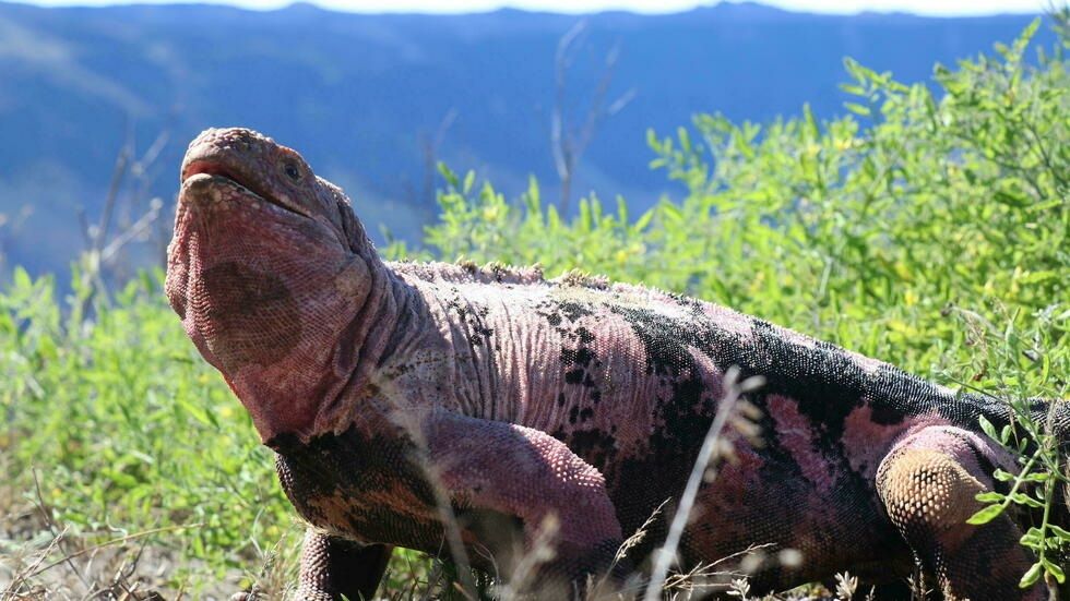 Expertos estiman en 211 ejemplares la población de iguanas rosadas de Galápagos