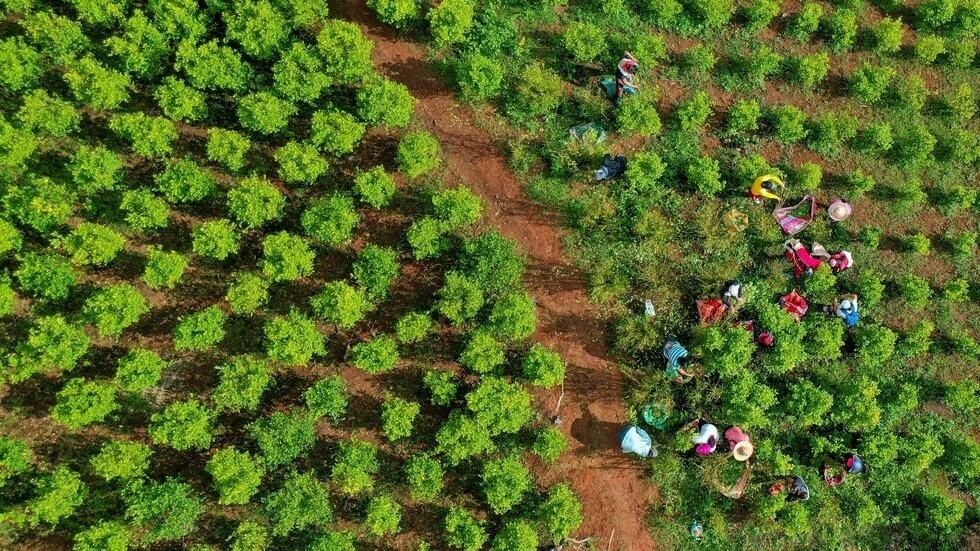 En las tierras de "San Coca", un viaje a la pujante economía ilegal de Colombia