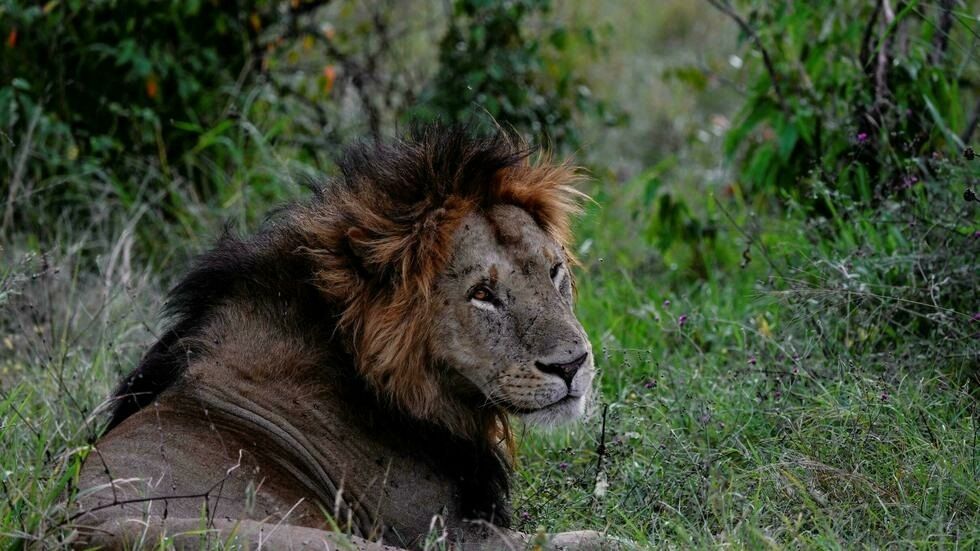 Leones y guepardos, dos felinos más vulnerables de lo que parecen
