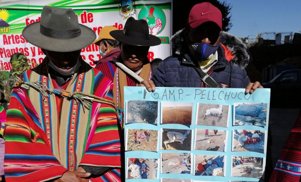 Comunarios de Pelechuco piden ayuda tras muerte de alpacas por falta de agua