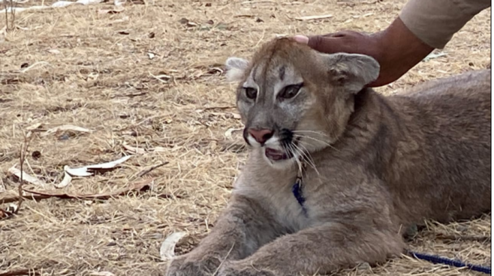 Un nuevo comienzo para Nuna, una joven puma rescatada