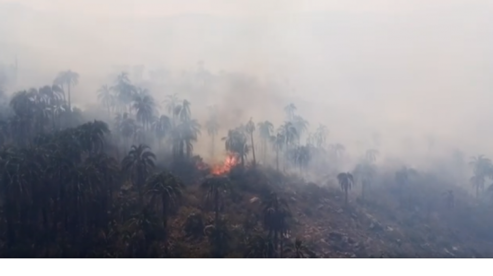 Chuquisaca: Incendio en el Área Natural El Palmar consumió parte del habitad del "oso Jukumari"