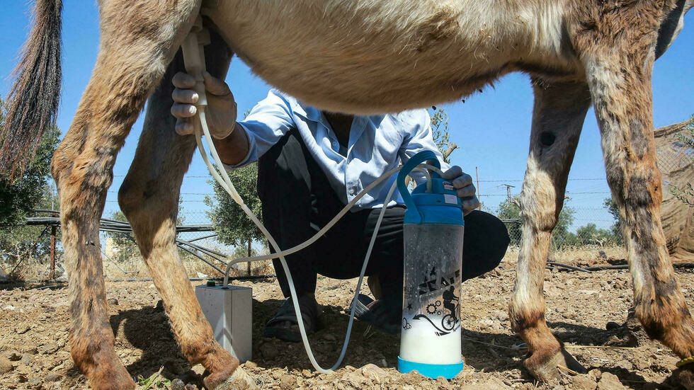 Un jabón fabricado con leche de burra crea furor en Jordania