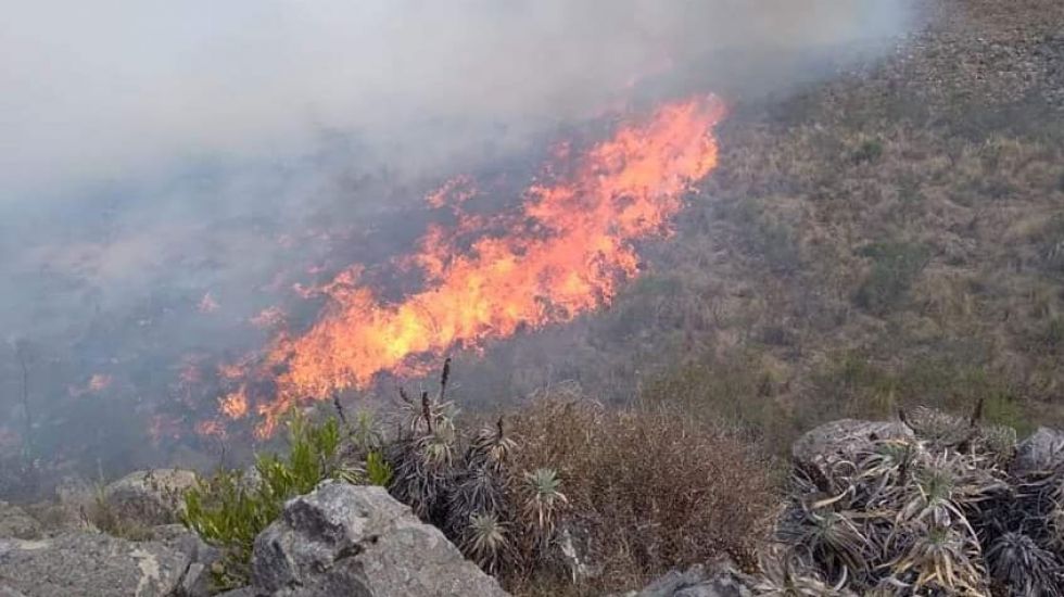 Presto: Alcalde reporta que incendio destruyó hábitat del oso jucumari