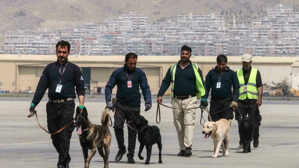 Abandonados a su suerte, los perros del aeropuerto de Kabul se preparan para volver al trabajo