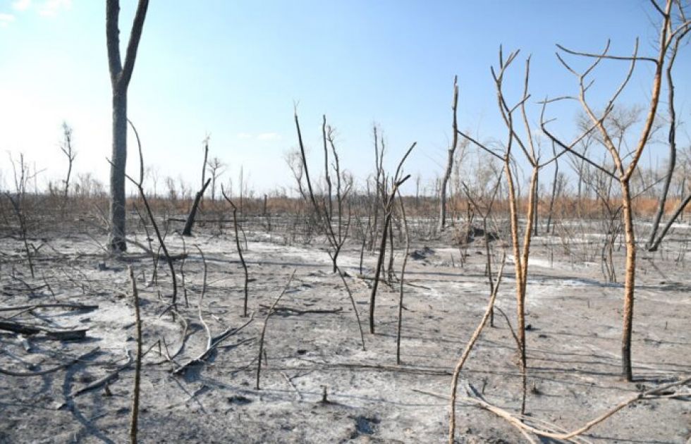 Según reporte del Cejis, en agosto se registraron 53.073 focos de calor