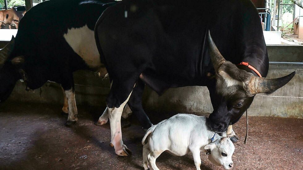 Rani, la vaca más pequeña del mundo, reconocida en el récord Guinness a título póstumo