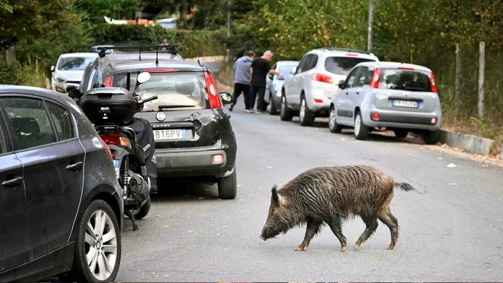 Entre cúmulos de basura y jabalíes, los romanos eligen a su nuevo alcalde