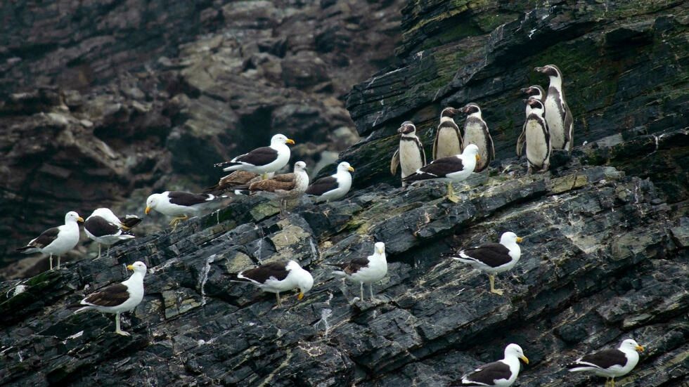 Archipiélago de Humboldt, un tesoro natural en Chile amenazado por la minera Dominga