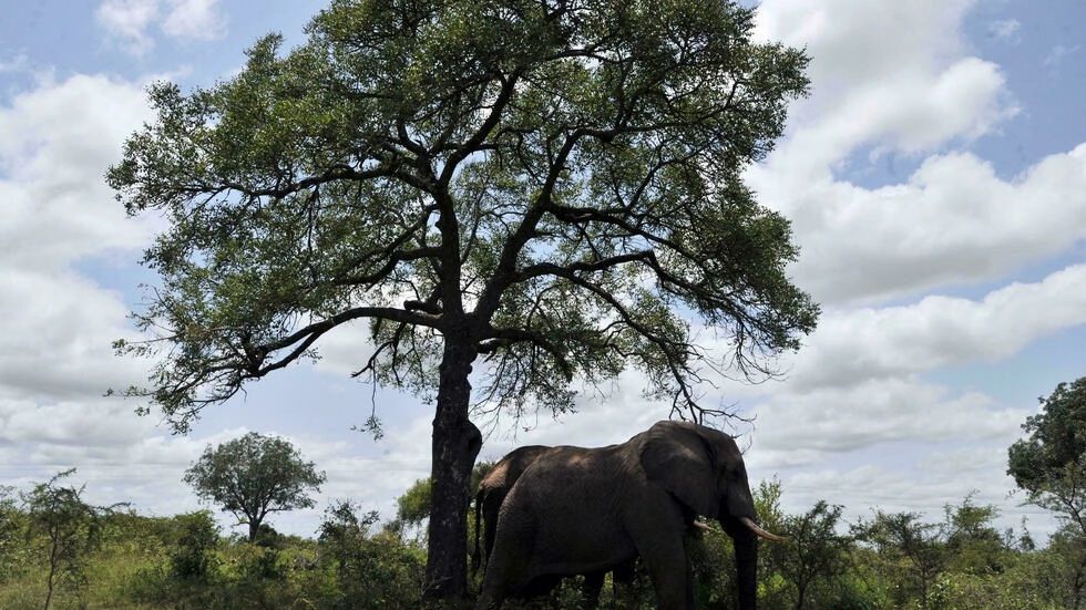 Un elefante mata a un presunto cazador furtivo en Sudáfrica