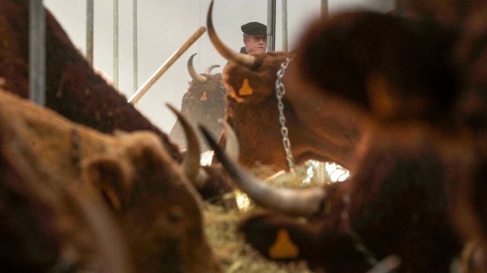 ¿Qué hacer para que las vacas emitan menos metano?