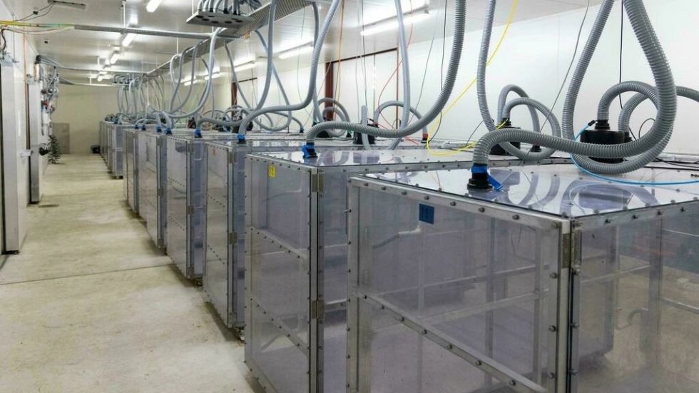 Investigadores de Nueva Zelanda buscan reducir las emisiones de metano del ganado