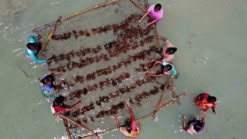 Mujeres impulsan el cultivo de un alga "eco-milagrosa" en India