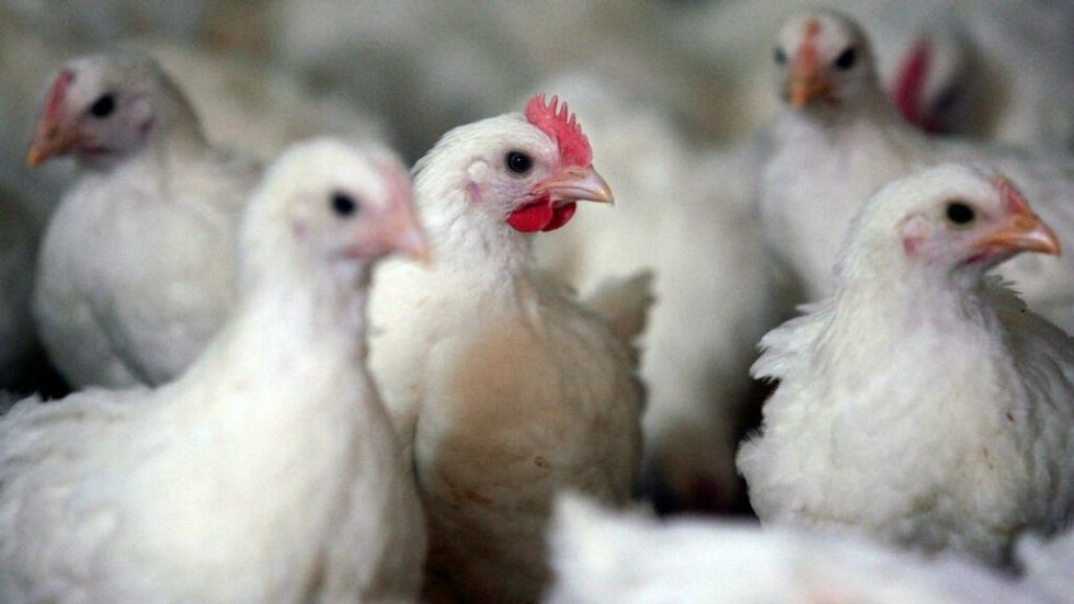 Francia obliga a confinar aves de corral ante el riesgo "elevado" de gripe aviar