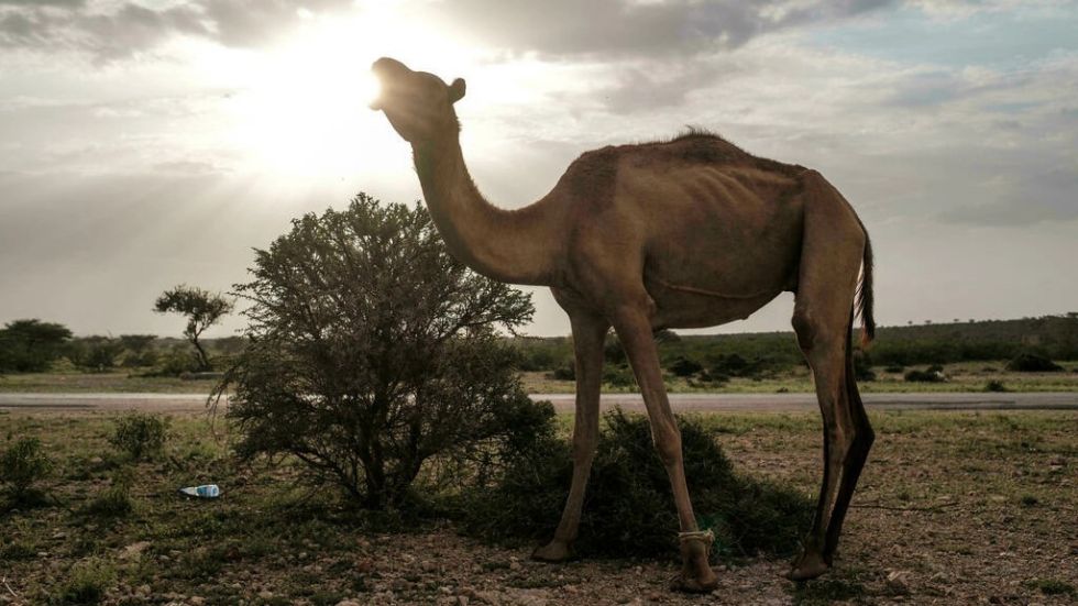 En Somalia, el "rey dromedario" aporta leche, carne y poder