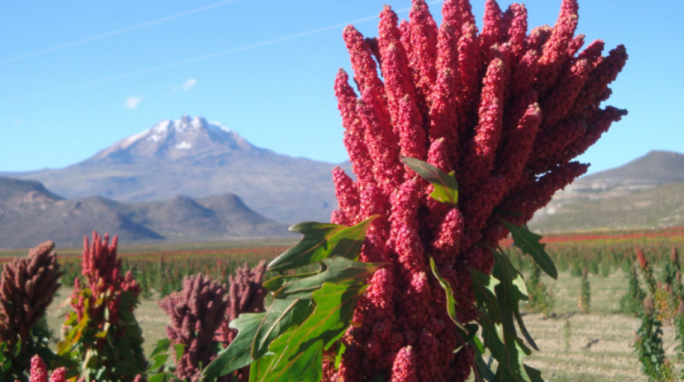Exportación de quinua, frijol, palmito y cacao registra cifras negativas hasta octubre