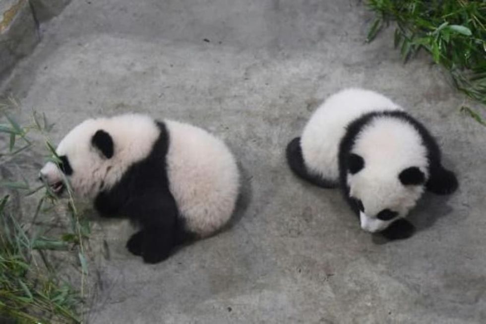 Presentan por primera vez al público a gemelas panda en un zoo francés