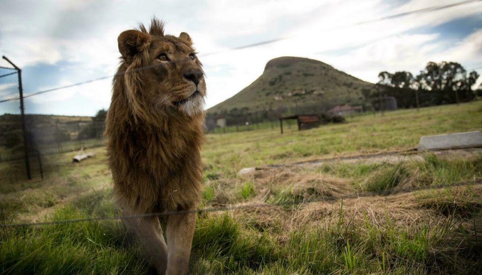 Pumas y leones fueron contaminados de COVID-19 en un zoológico de Sudáfrica, según estudio