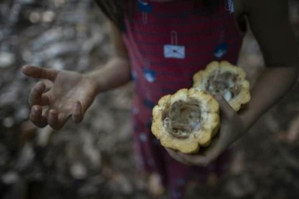 Nestlé lanza un plan de lucha contra el trabajo infantil en el cacao