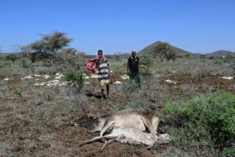 Los desastres climáticos aumentan y amenazan la subsistencia de pastores en Kenia