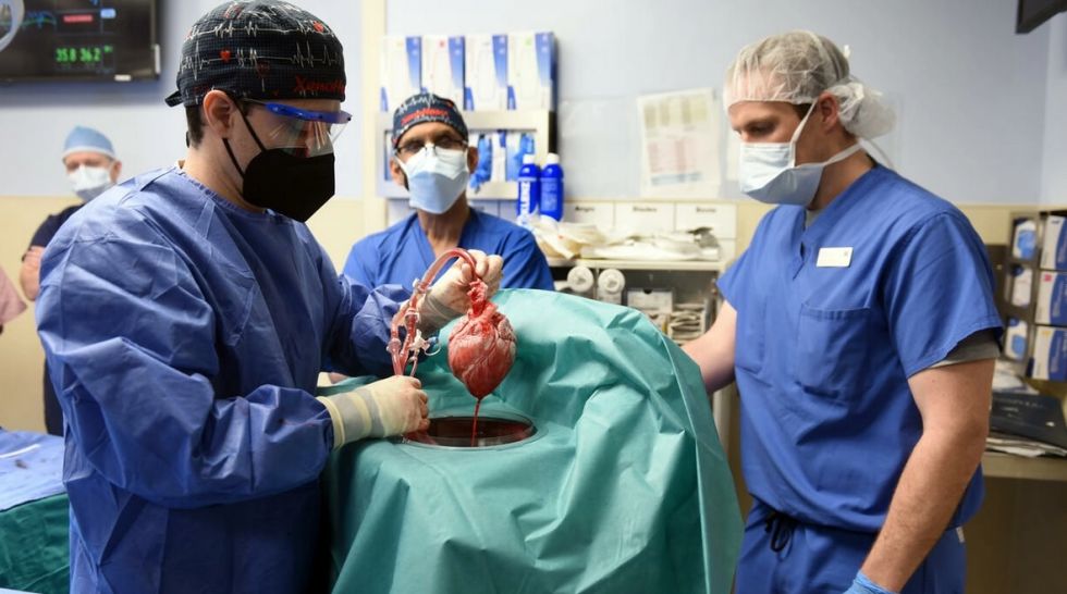 Muere en EEUU el primer paciente que recibió un trasplante de corazón de cerdo