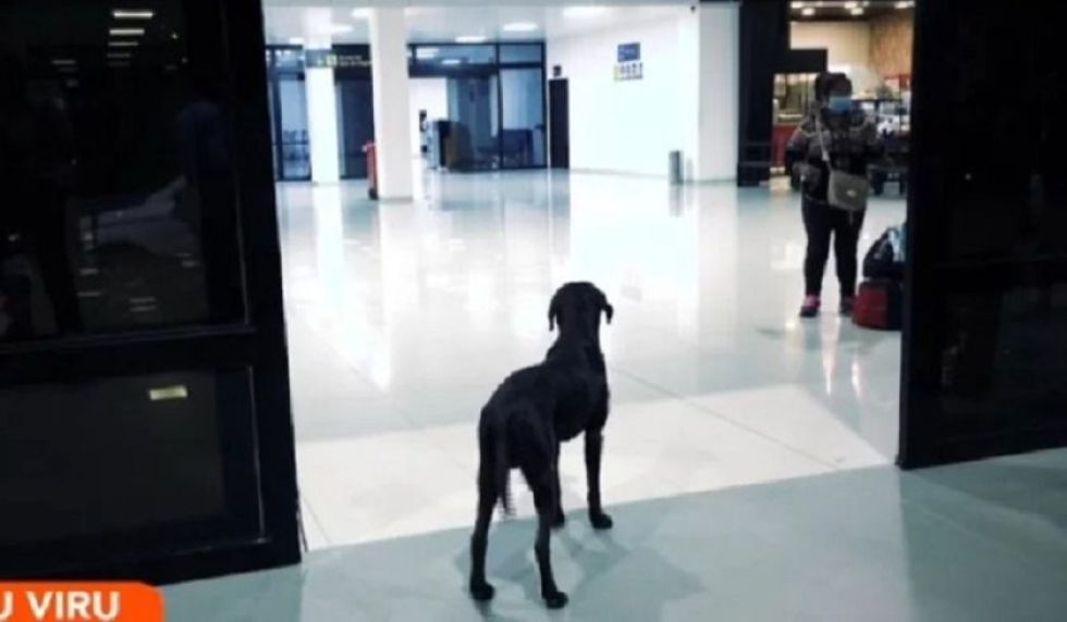 Negro, el hachiko boliviano que espera a su dueño en puertas del Viru Viru