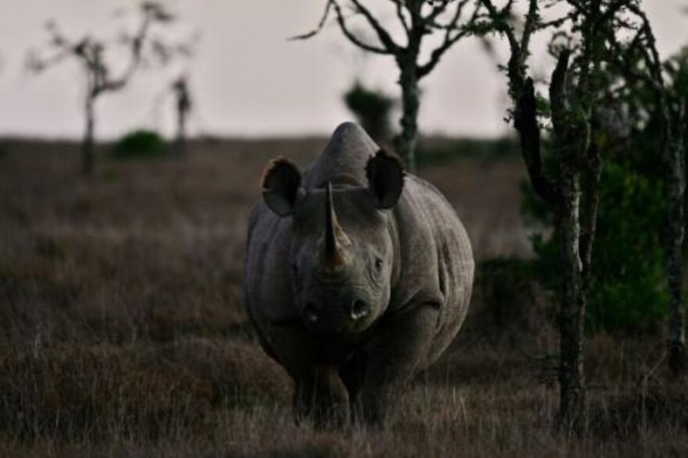 El "bono rinoceronte" irrumpe en el mercado para salvar animales sudafricanos