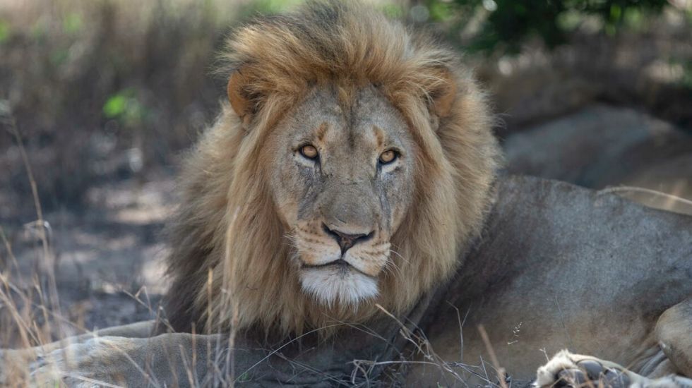 La oxitocina, la hormona del amor, convierte a fieros leones en gatitos