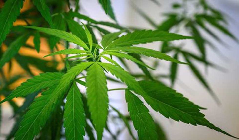 Cámara Baja del Congreso de EEUU aprueba despenalizar la marihuana