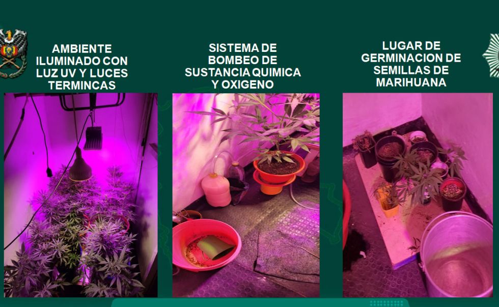 El Alto: En Senkata hallan un domicilio con tecnología para cultivar marihuana