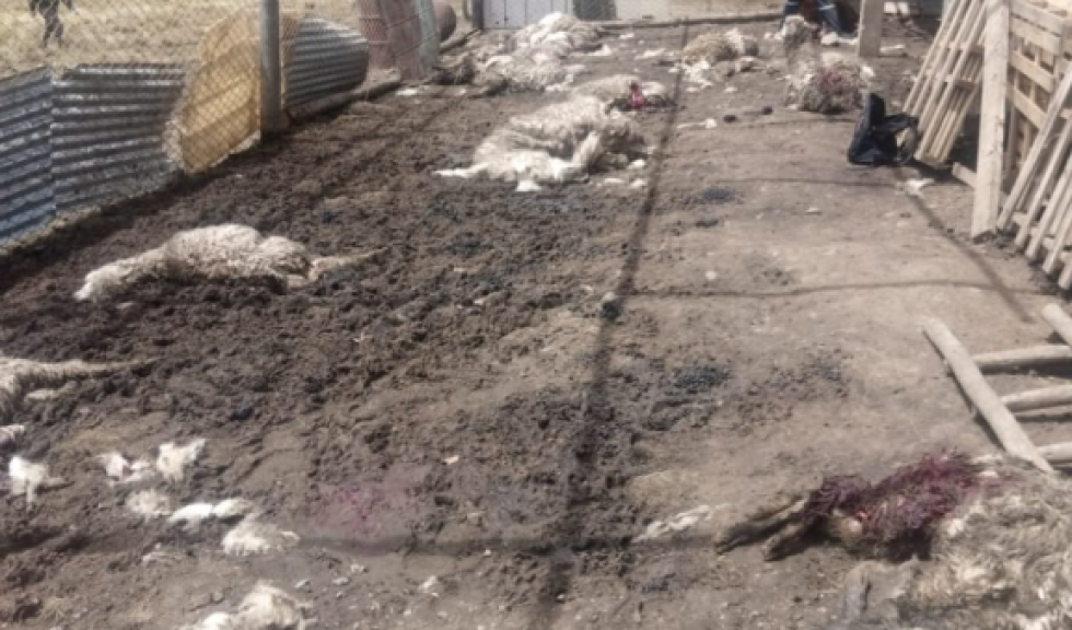 Denuncian que dos ataques de una jauría de perros mata a casi medio centenar de camélidos en Alto Milluni